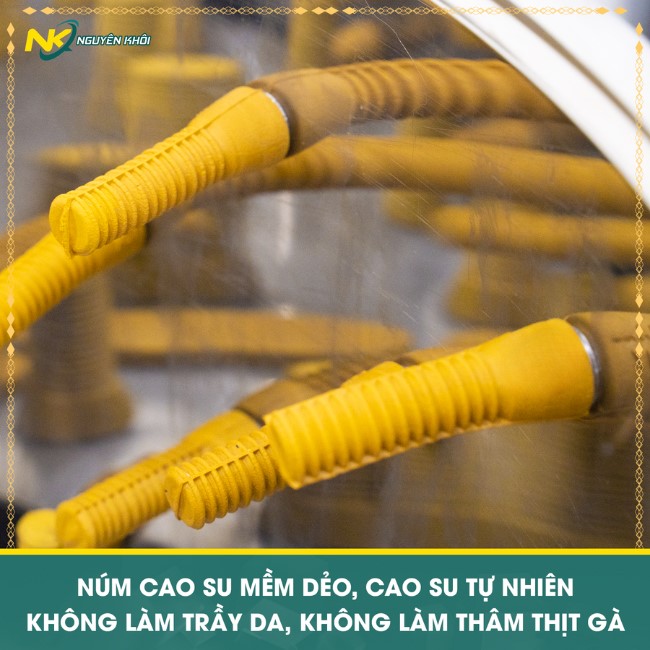 Núm cao su tự nhiên