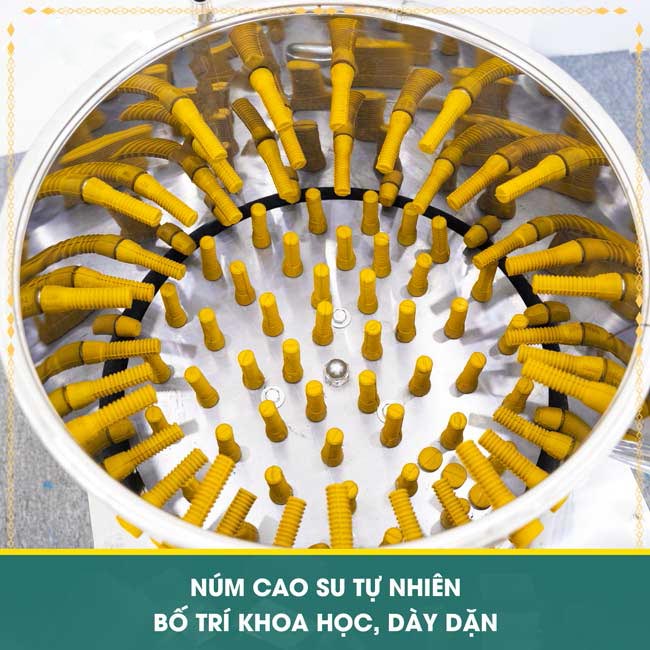 Núm cao su tự nhiên, bố trí khoa học,