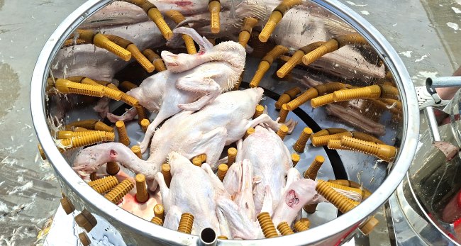 Trải nghiệm vặt lông thực tế