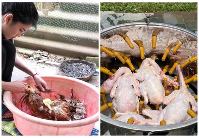 So sánh vặt lông bằng tay và dùng máy 